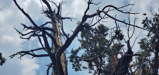 Pine Knot Guest Ranch image