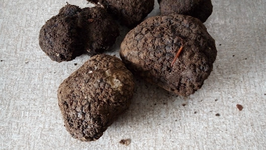 Tartufo sarli e recinzione terreni calvello Via S. Giuseppe, 85010 Calvello PZ, Italia