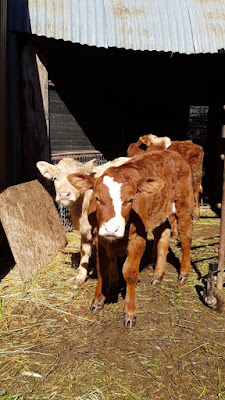 La Ferme du Mercantour à Le Collet-de-Dèze