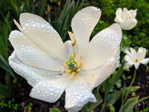 Park «Chicago Park District», reviews and photos, 5505 W Berteau Ave, Chicago, IL 60641, USA