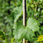 Photo n°3 de l'avis de Simone.e fait le 25/07/2023 à 18:22 sur le  Hotel Mignon Meran Park & Spa à Merano