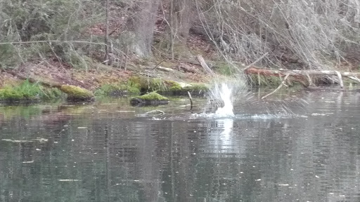 Park «Bays Mountain Park & Planetarium», reviews and photos, 853 Bays Mountain Rd, Kingsport, TN 37660, USA