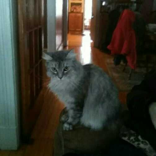 Florist «Park Place Florist and Garden Center», reviews and photos, 72 Park St, Rutland, VT 05701, USA