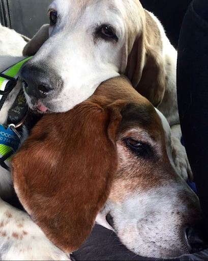 Moving and Storage Service «My Tucson Movers», reviews and photos, 1625 E Prince Rd #79, Tucson, AZ 85719, USA