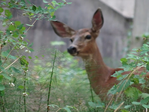 Park «Marquam Nature Park», reviews and photos, SW Marquam St, Portland, OR 97201, USA