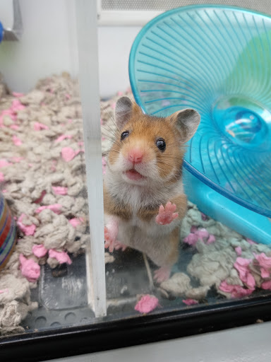 Pet Supply Store «Petco Animal Supplies», reviews and photos, 27111 167th Pl SE #113, Covington, WA 98042, USA