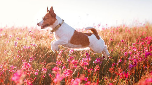 Como Park Animal Hospital and AfterHours Veterinary Care