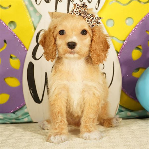 Pet Store «Pet Planet», reviews and photos, 11968 S Redwood Rd, Riverton, UT 84065, USA