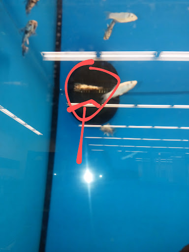 Pet Supply Store «Petco Animal Supplies», reviews and photos, 3637 2700 W, West Valley City, UT 84119, USA