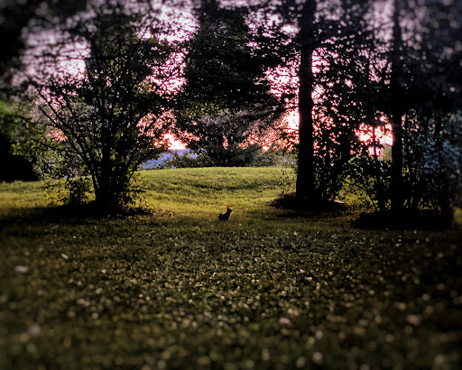 Farm «Wild Hearts Zoo - African Farm and Petting Zoo», reviews and photos, 8079 Salem Rd, Lewisburg, OH 45338, USA