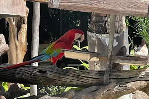 Macaw Land image