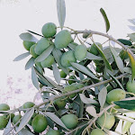 Photo n°1 de l'avis de Sabbir.h fait le 05/10/2019 à 08:20 sur le  Cooperativa Agricola Case Rosse soc. coop. a r.l. à Ascoli Piceno