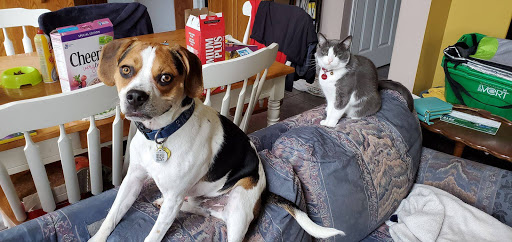 Kitchener South Animal Hospital image