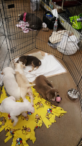 Pet Supply Store «PetSmart», reviews and photos, 160 Wadsworth Blvd, Lakewood, CO 80226, USA