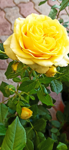 Comentarii opinii despre ΓΕΩΠΟΝΟΣ ΛΟΥΤΡΑΚΙ ''ΠΑΠΠΟΥΣ ΒΑΓΓΕΛΗΣ'' ΦΥΤΟΦΑΡΜΑΚΑ-ΛΙΠΑΣΜΑΤΑ ΛΟΥΤΡΑΚΙ ΚΟΡΙΝΘΙΑΣ