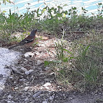 Photo n°5 de l'avis de andrea.a fait le 10/07/2022 à 16:24 sur le  Spiaggetta di Anfo à Anfo