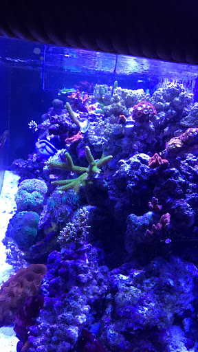 Tropical Fish Store «Fintastic Aquariums of Wake County Inc», reviews and photos, 303 E Durham Rd, Cary, NC 27513, USA