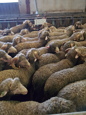 Élevage Mouton Martin à Roissard