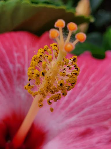 Home Improvement Store «The Home Depot», reviews and photos, 12300 Chattanooga Plaza, Midlothian, VA 23112, USA