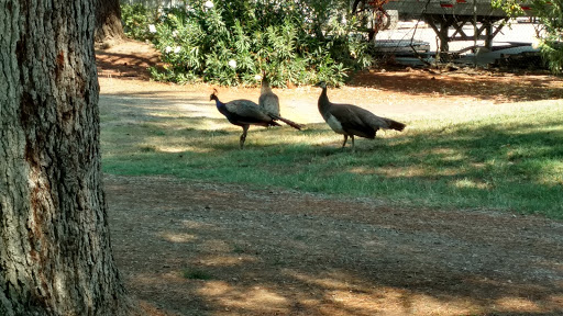 Golf Course «Oakmoore Golf Course», reviews and photos, 3737 N Wilson Way, Stockton, CA 95205, USA