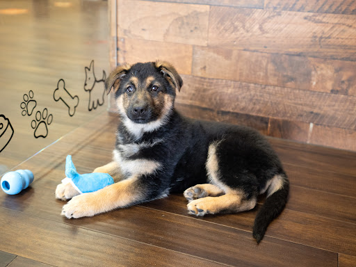 Pet Store «Petland», reviews and photos, 10289 Ulmerton Rd, Largo, FL 33771, USA