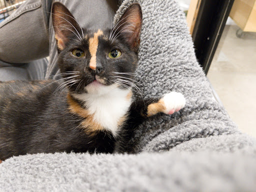 Pet Supply Store «PetSmart», reviews and photos, 1034 N El Camino Real, Encinitas, CA 92024, USA