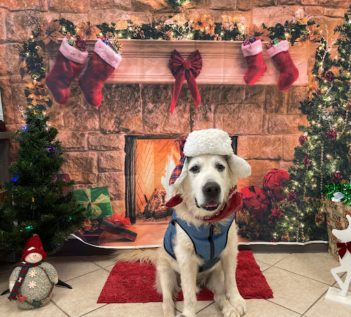 Soar Veterinary Services image