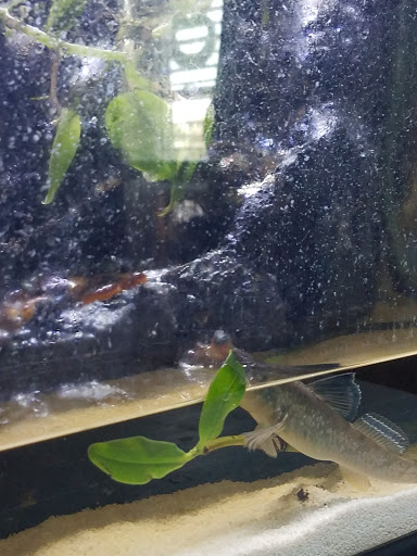 Pet Store «Fins Feathers Paws Claws», reviews and photos, 201 Station Rd, Quakertown, PA 18951, USA