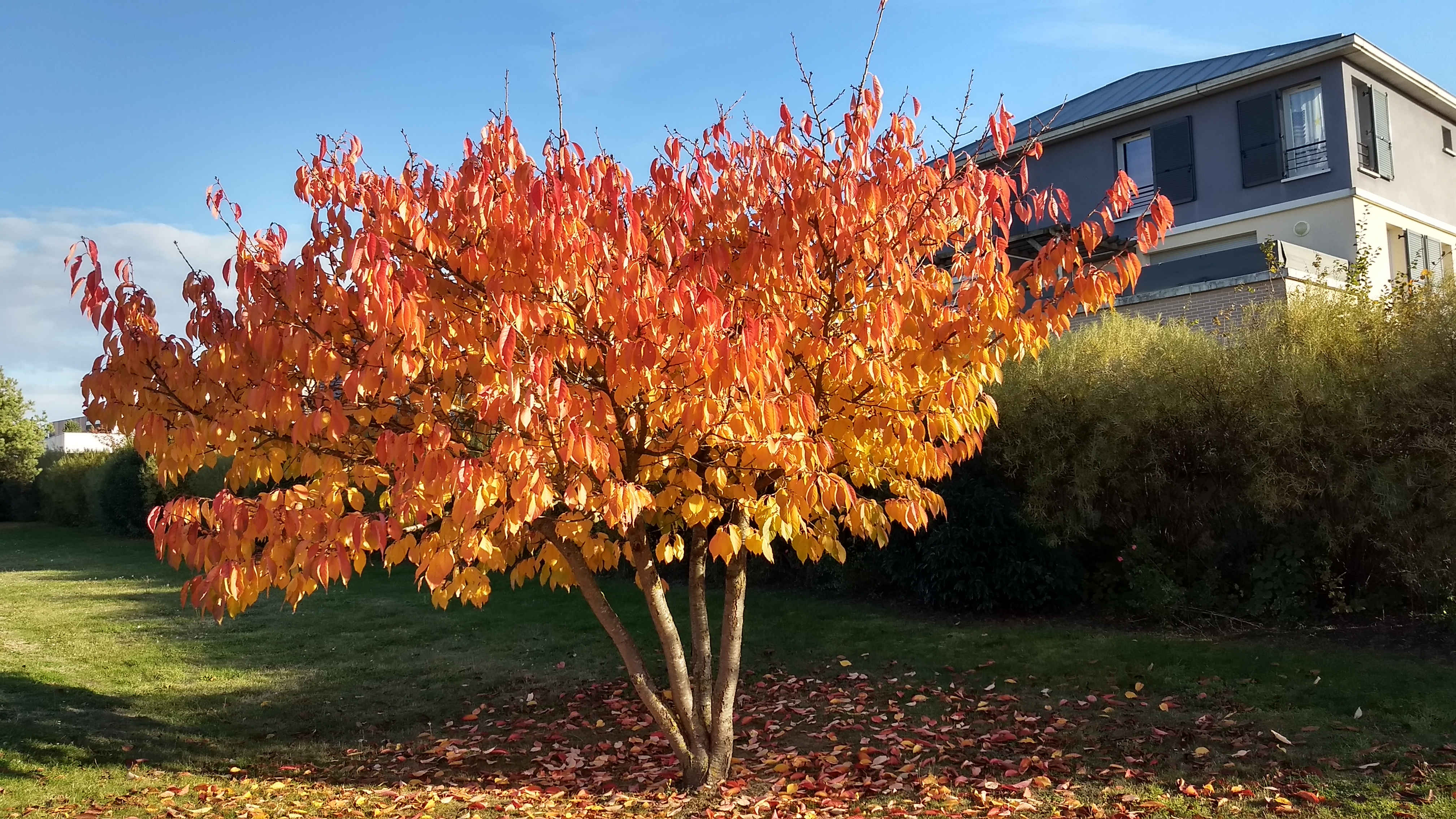 Photo n° 2 de l'avis de Jyotii.r fait le 17/11/2018 à 16:09