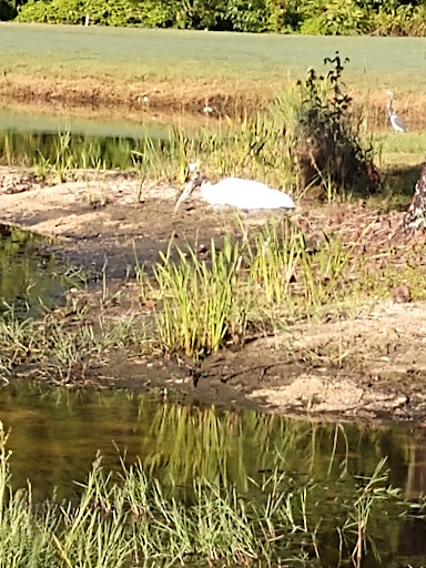 Golf Course «Orange Lake Golf», reviews and photos, 8505 W Irlo Bronson Memorial Hwy, Kissimmee, FL 34747, USA