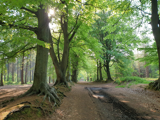 Harlestone Firs Forest Walk