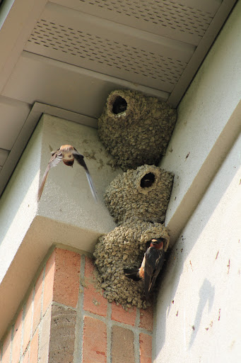 Pest Control Service «Varment Guard Environmental Services Inc.», reviews and photos