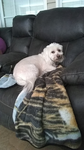 Pet Store «Pet Planet Ridgeview», reviews and photos, 2910 N Power Rd #103, Mesa, AZ 85215, USA