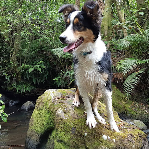 Reviews of Luzelle the Dog Trainer in New Plymouth - Dog trainer