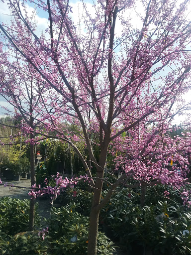 Florist «Breezewood Gardens & Gifts», reviews and photos, 17600 Chillicothe Rd, Chagrin Falls, OH 44023, USA