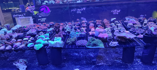 Tropical Fish Store «Aquarium Artisans», reviews and photos, 8005 Plainfield Rd #11, Cincinnati, OH 45236, USA