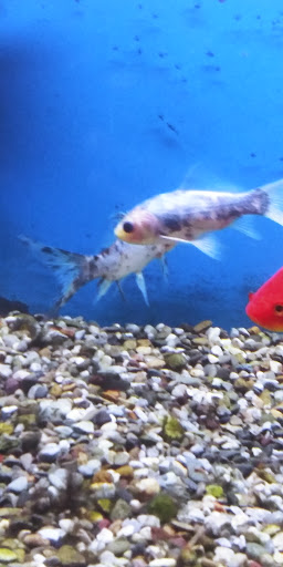 Pet Store «Pets World», reviews and photos, 147 Bridge St, Weymouth, MA 02191, USA