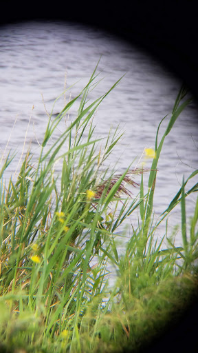 National Reserve «Montezuma National Wildlife Refuge», reviews and photos, 3395 US-20, Seneca Falls, NY 13148, USA