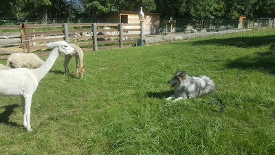 Osmoze Canin - éducation canine à Rosans