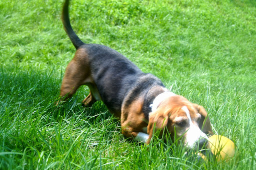 Pet Boarding Service «About Pets Center», reviews and photos, 1604 Conehurst Blvd, Salem, VA 24153, USA