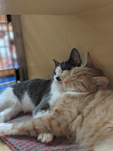 Pet Supply Store «PetSmart», reviews and photos, 160 Washington St #701, Rochester, NH 03839, USA