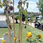 Photo n°6 de l'avis de Antonio.a fait le 04/08/2019 à 11:14 sur le  Lido Aurora à Corigliano-Rossano