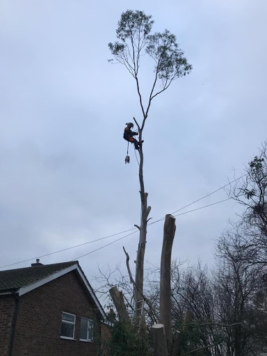 JW Treecare & Power Washing