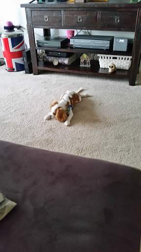 Pet Supply Store «Pet Palace Inc», reviews and photos, 253 Scranton Carbondale Hwy, Scranton, PA 18508, USA