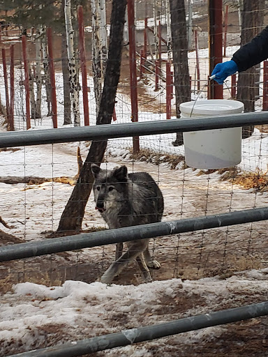 Wildlife Park «Colorado Wolf and Wildlife Center», reviews and photos, 4729 Twin Rocks Rd, Divide, CO 80814, USA