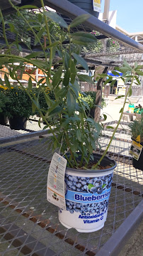 Lowe's Garden Center - Photo 7 - Car repair in Columbus, OH, Columbus