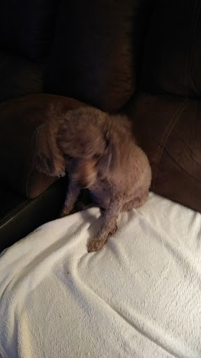 Pet Groomer «The Groom Room», reviews and photos, 1180 Long Hollow Pike, Gallatin, TN 37066, USA