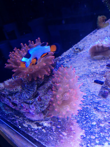 Aquarium «Coral Logic Aquarium LLC», reviews and photos, 7860 Gate Pkwy #108, Jacksonville, FL 32256, USA