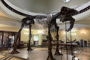 Museum of Paleontology and Historical Geology image