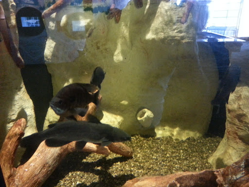 Museum «Lower Mississippi River Museum», reviews and photos, 910 Washington St, Vicksburg, MS 39183, USA